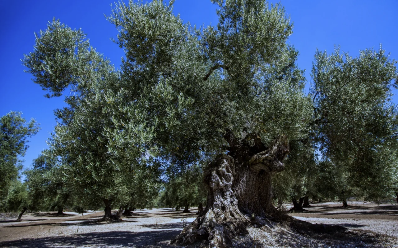 Une récolte d’olives en pleine conscience