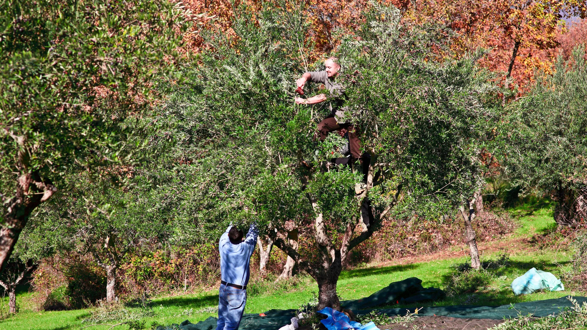 Une récolte d’olives en pleine conscience