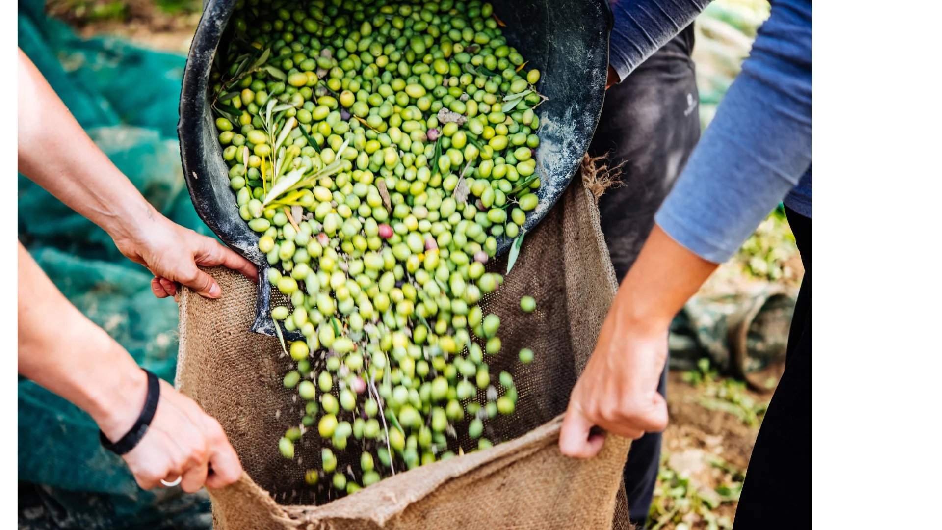 Silence de la récolte – Récolte d’olives en pleine conscience 2027