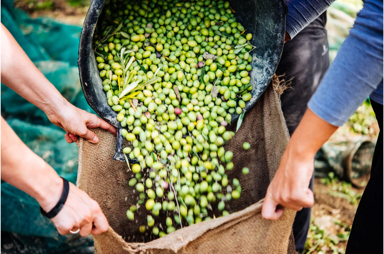 Récolte joyeuse des olives, automne 2026