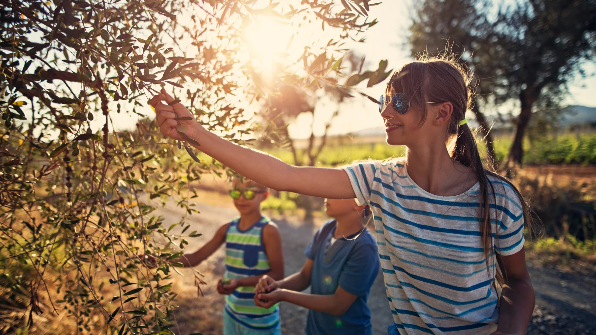 Récolte joyeuse des olives, automne 2026