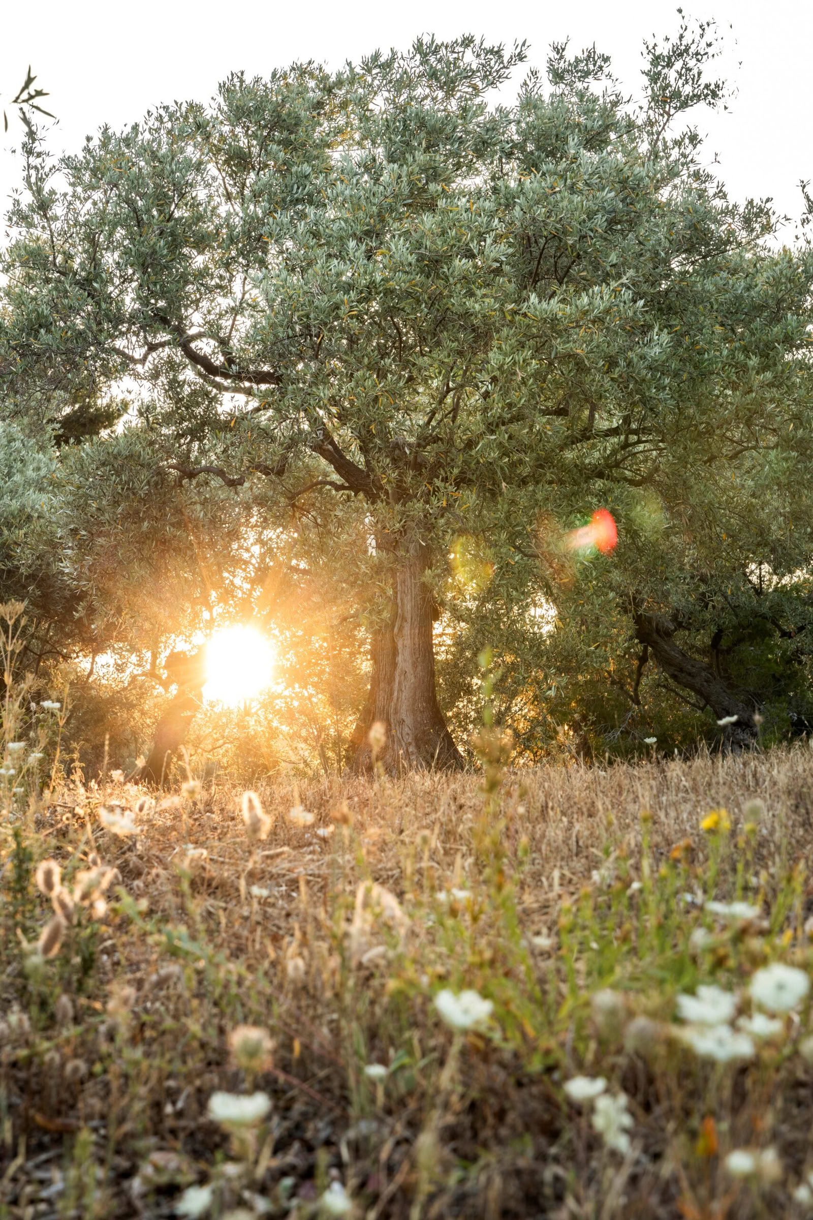 Récolte joyeuse des olives, automne 2026