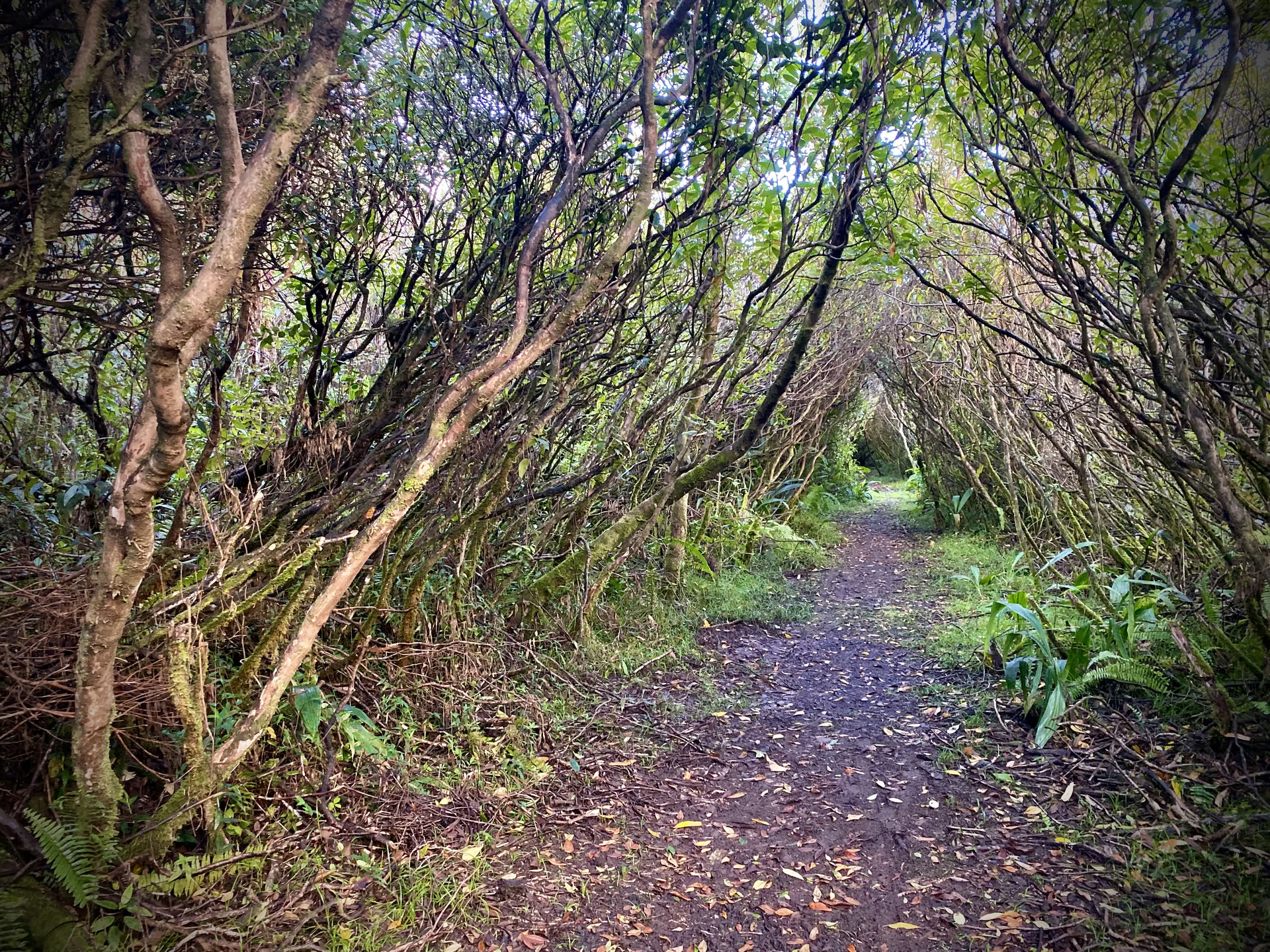 Guérison par le son en forêt tropicale