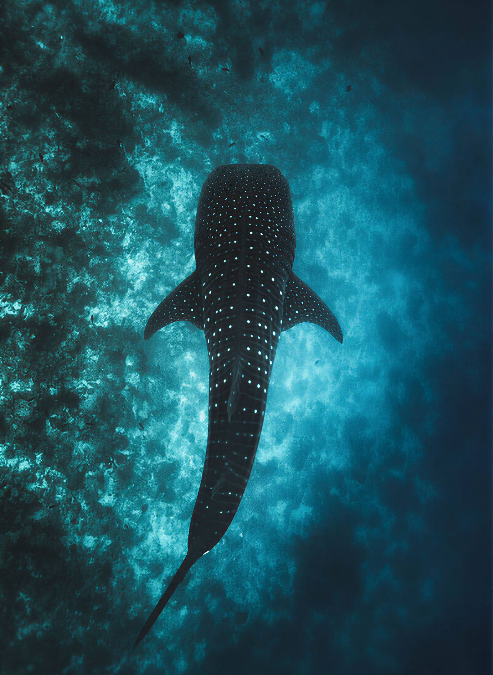 Retraite de 7 jours de Pilates, yoga et entraînement fonctionnel avec excursion de snorkeling avec les requins-baleines