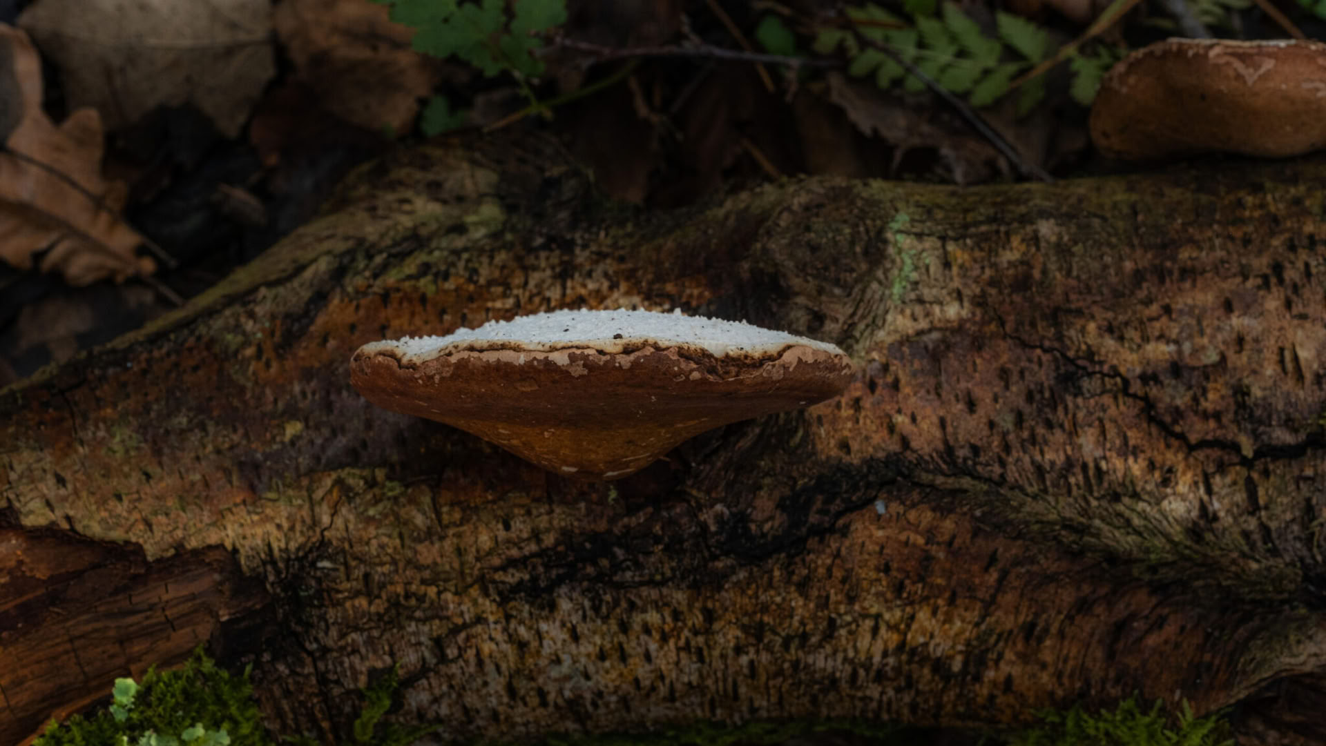 Week-end sauvage – Champignons médicinaux