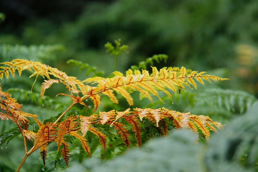 Yoga et bain de forêt