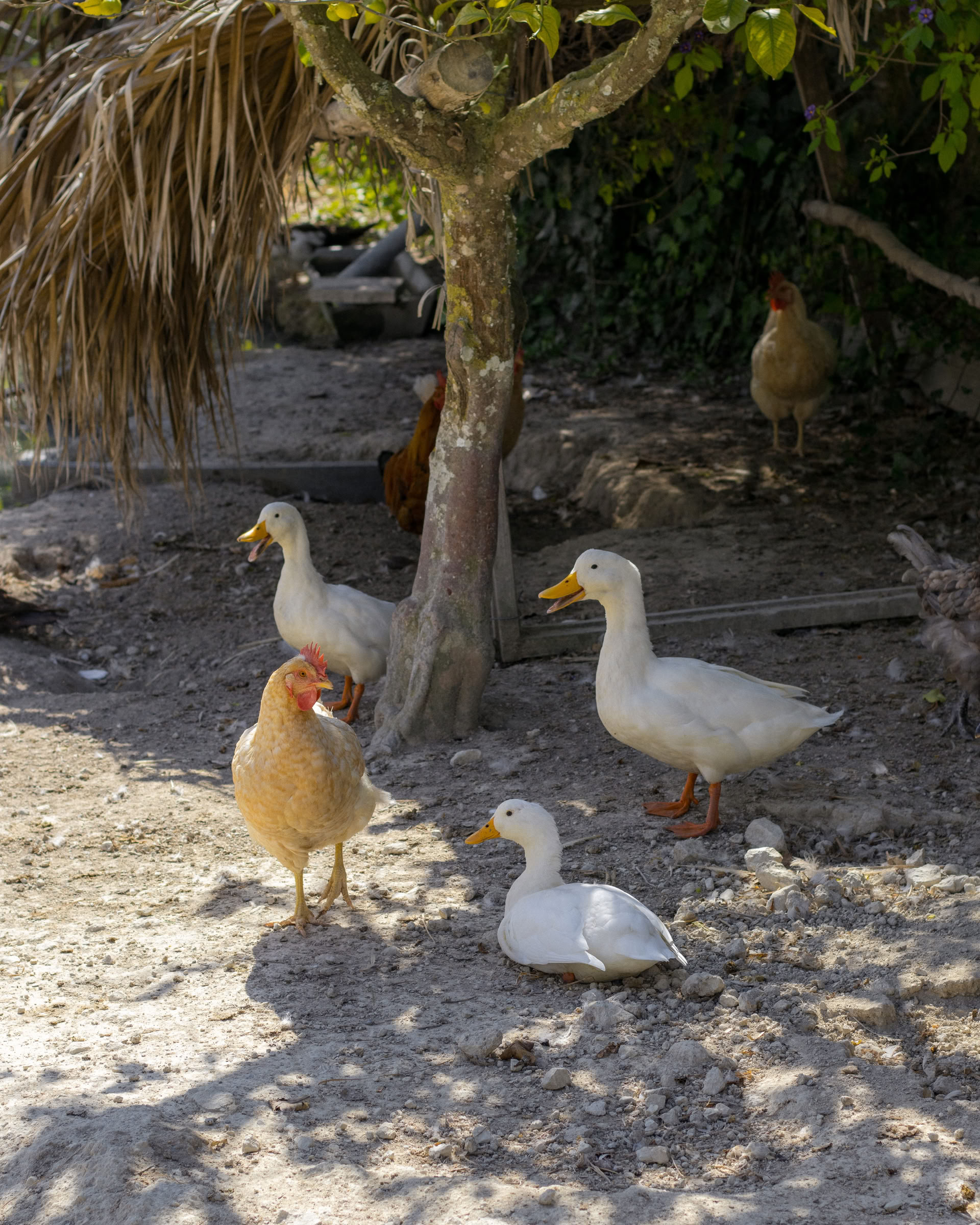 Retraite de reconnexion à la terre : Majorque