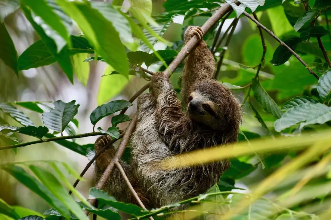 Retraite enchantée par la nature au Costa Rica