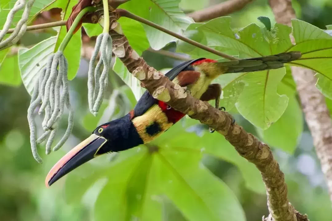 Retraite enchantée par la nature au Costa Rica