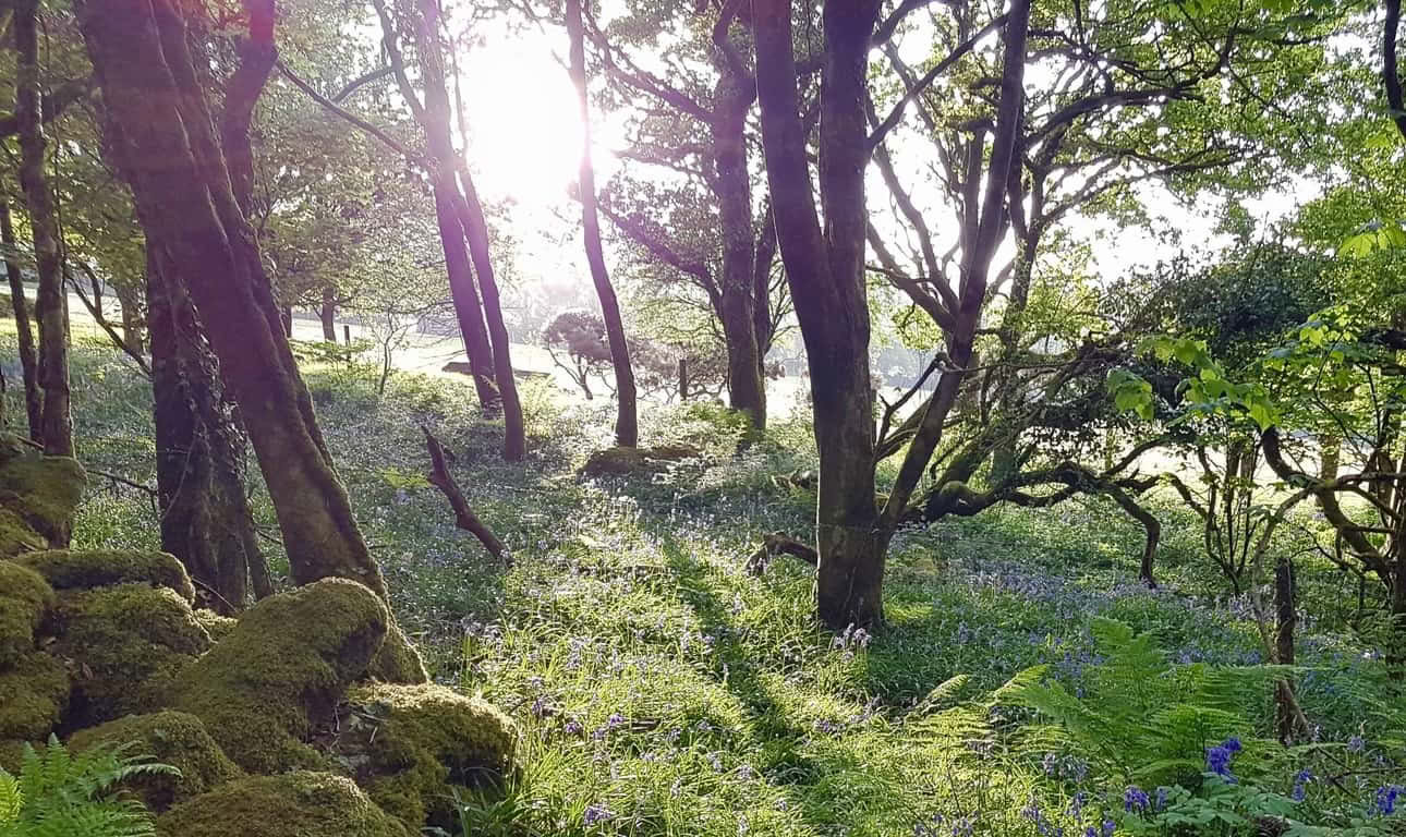 Retraites, journées et cours – retraite de quatre nuits à Rosemerryn, en Cornouailles
