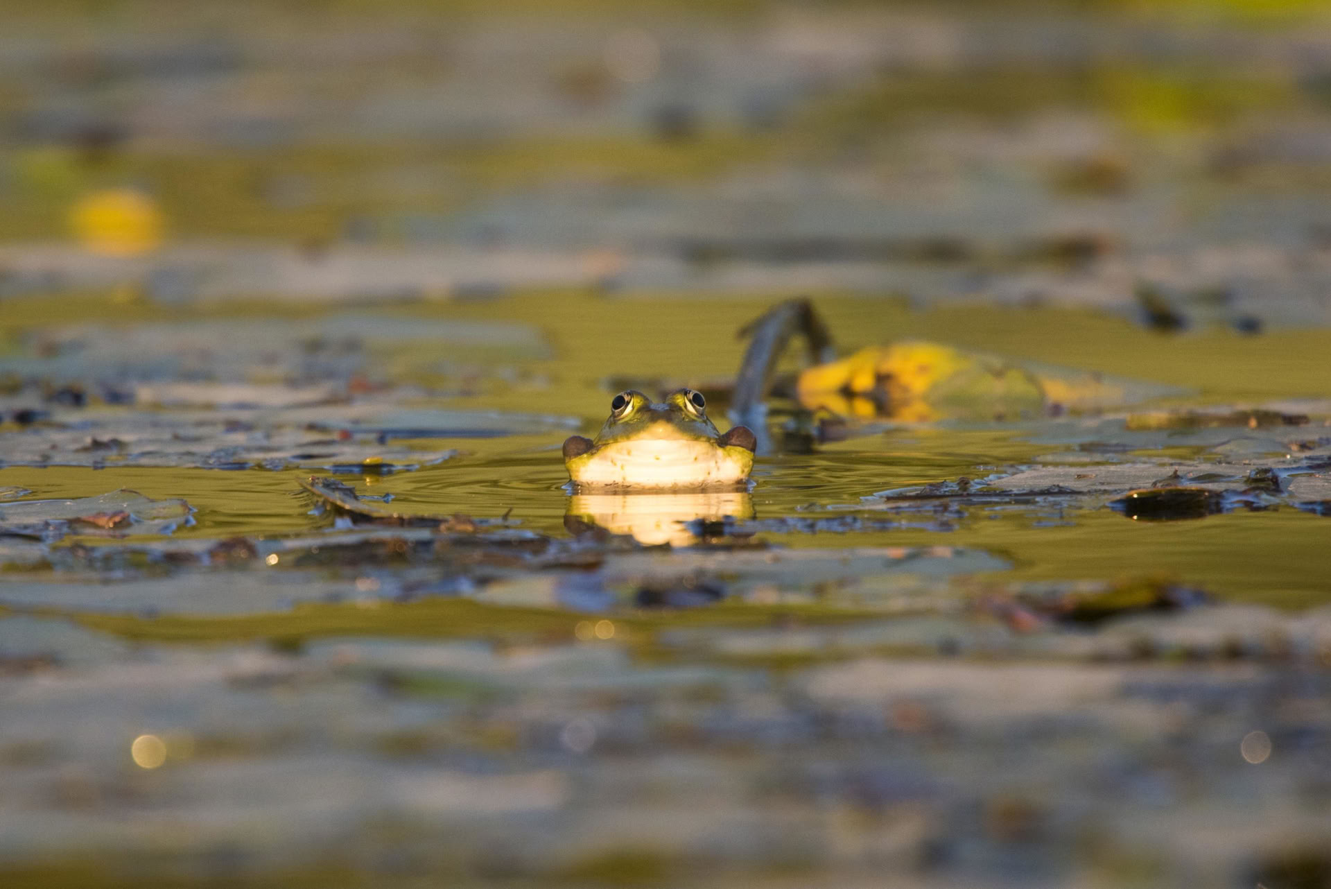 Séjour de kayak de 7 jours, lac Skadar