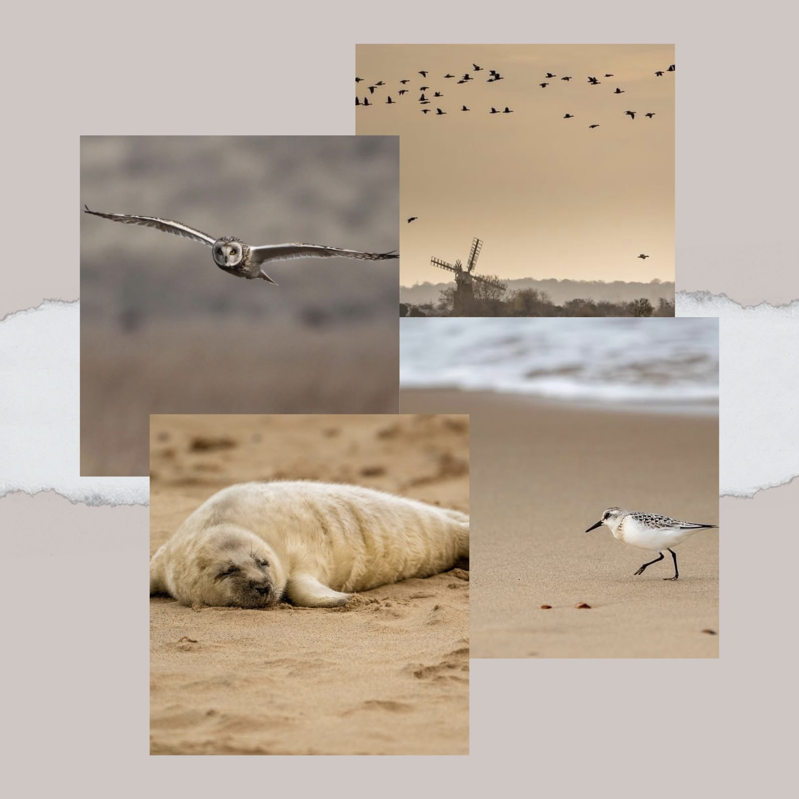 Retraite de formation en yoga prénatal et postnatal – ven. 20 / sam. 21 - dim. 22 / lun. 23 nov. 2026