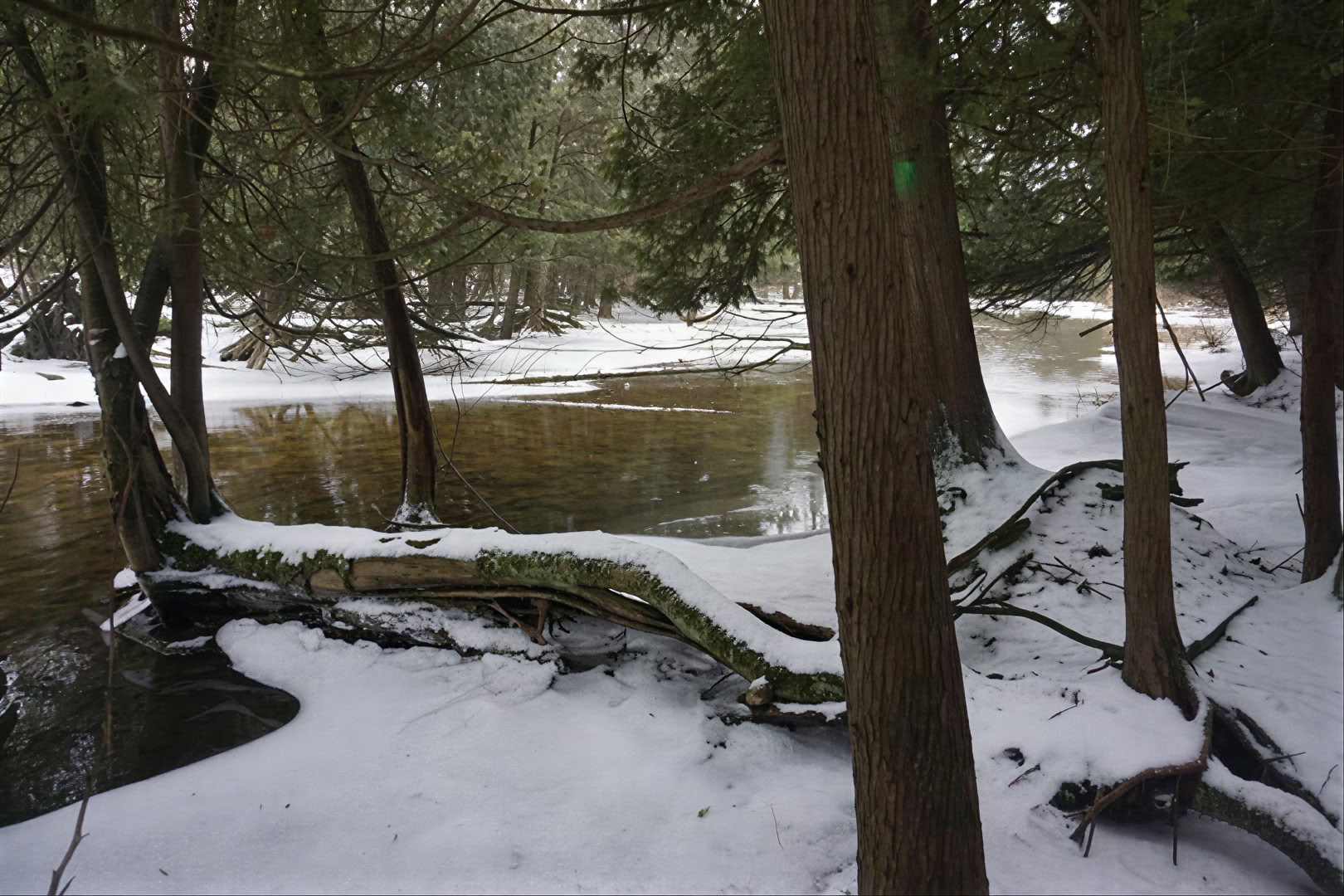 Bain de forêt
