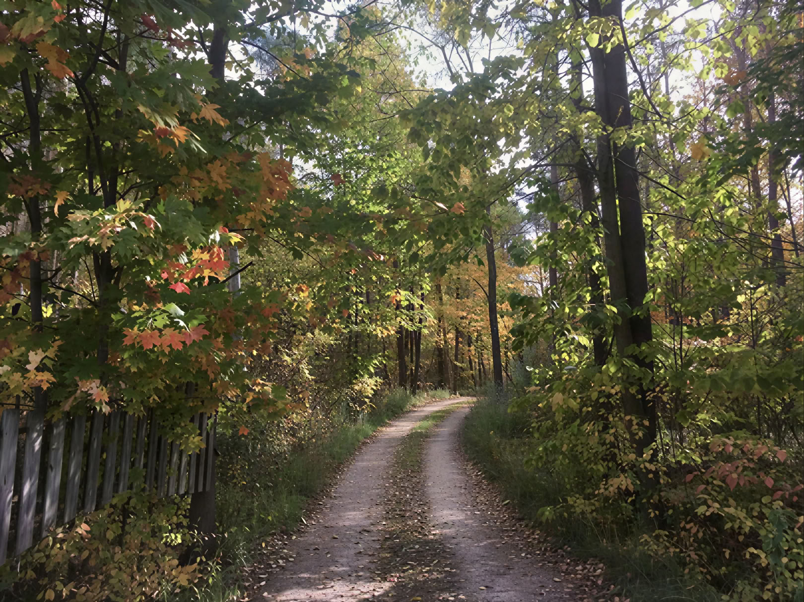 Bain de forêt
