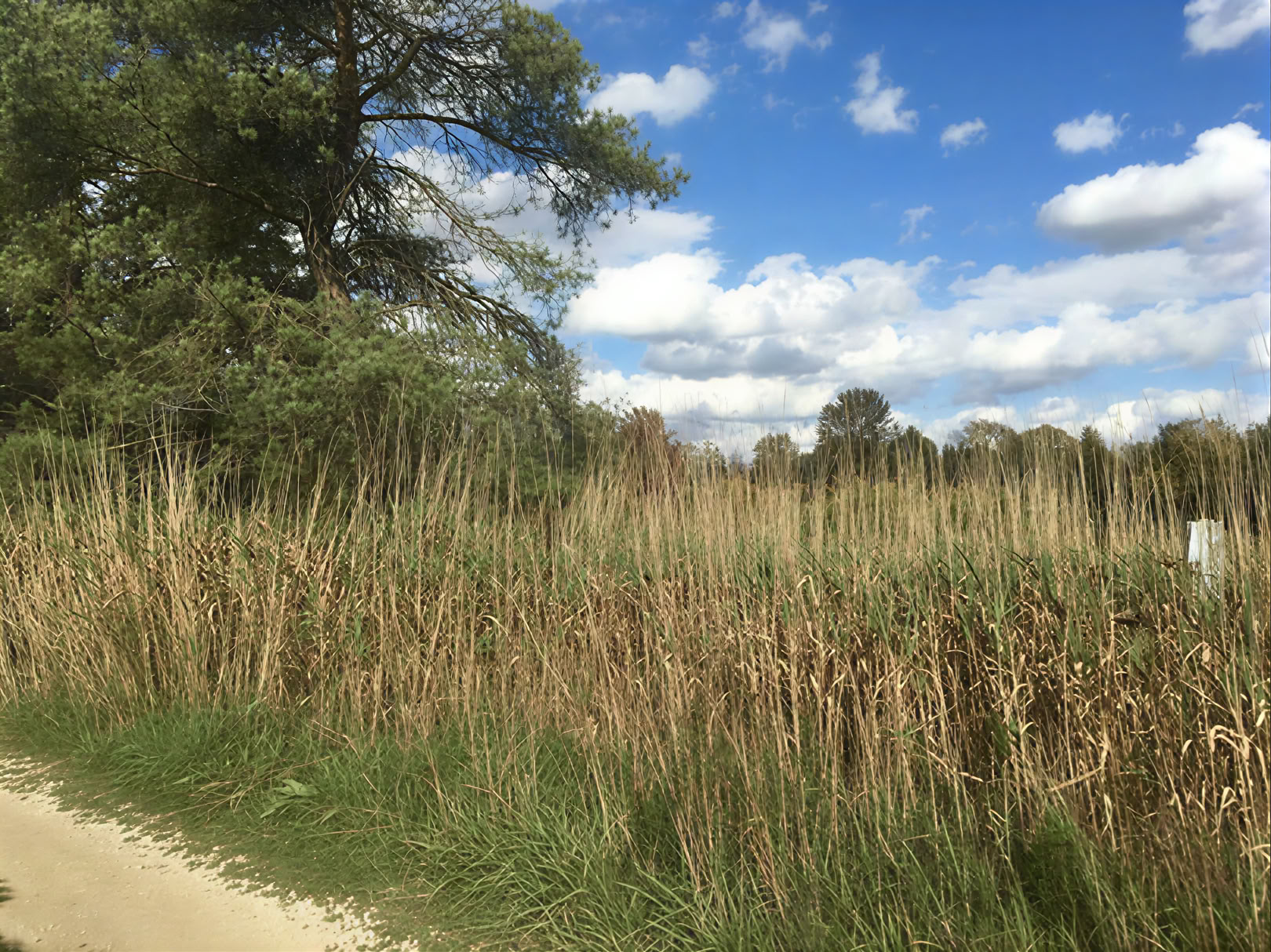Bain de forêt