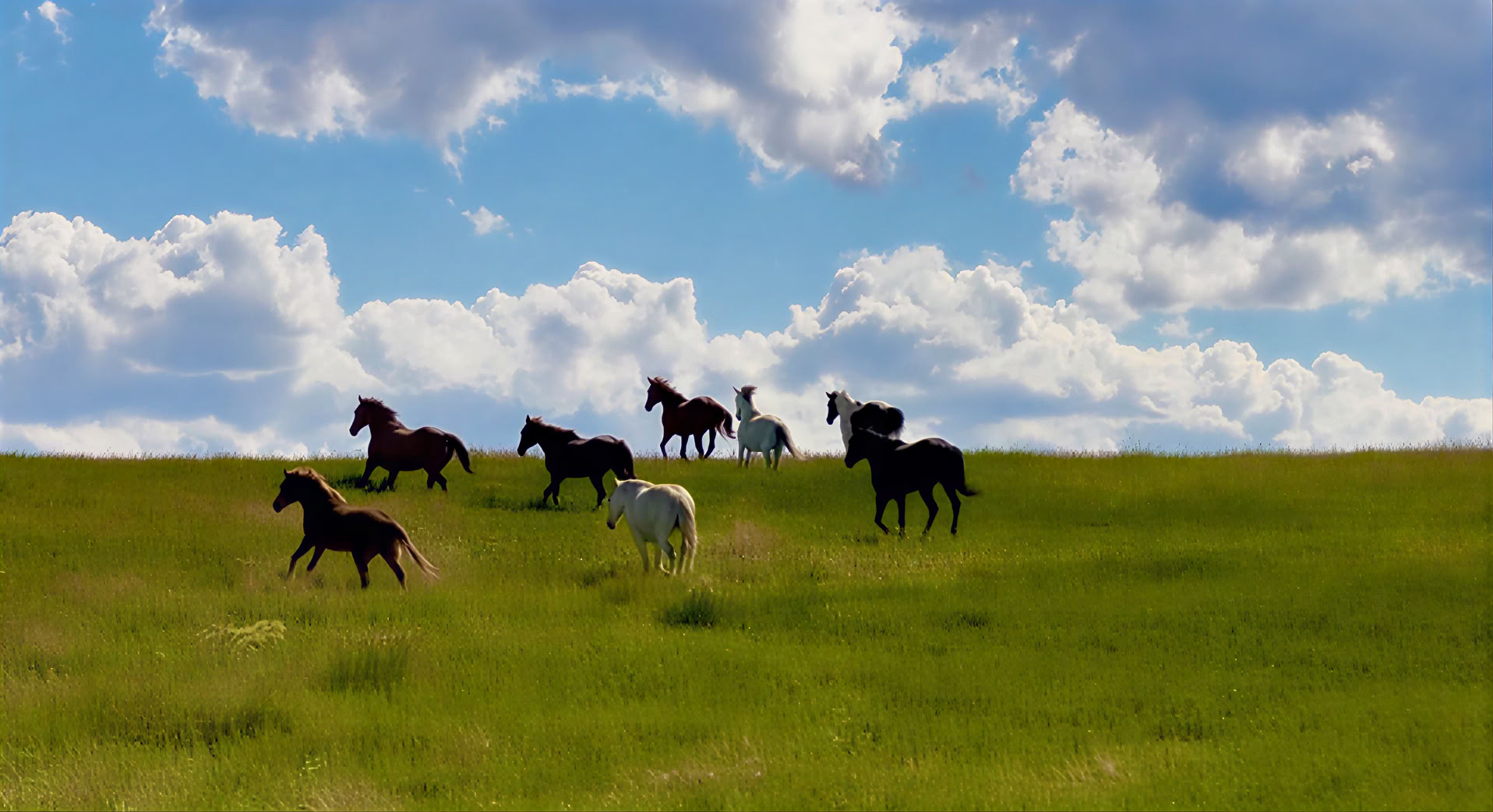 Cœurs et chevaux pour les femmes