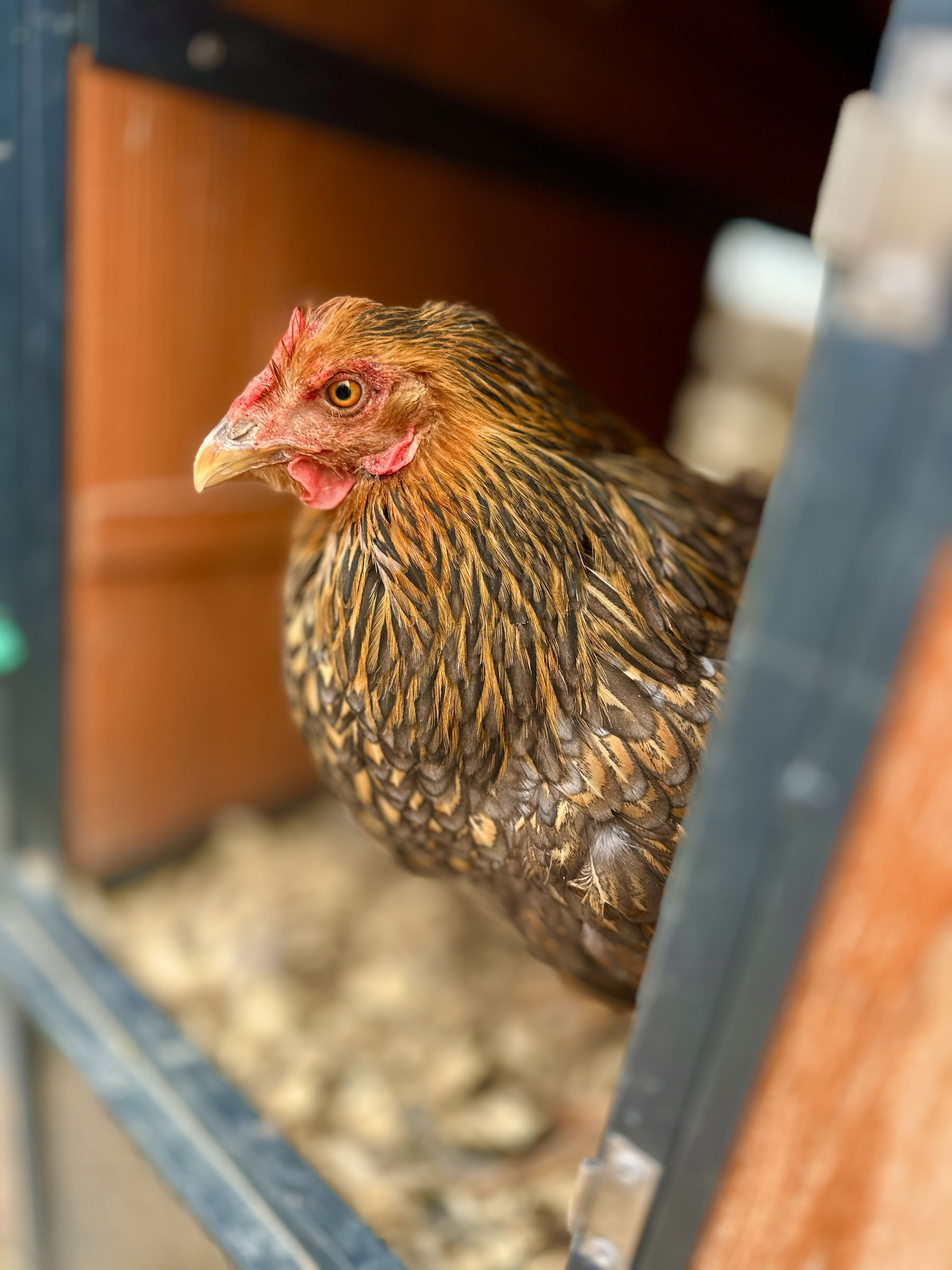 Cœurs et chevaux pour les femmes