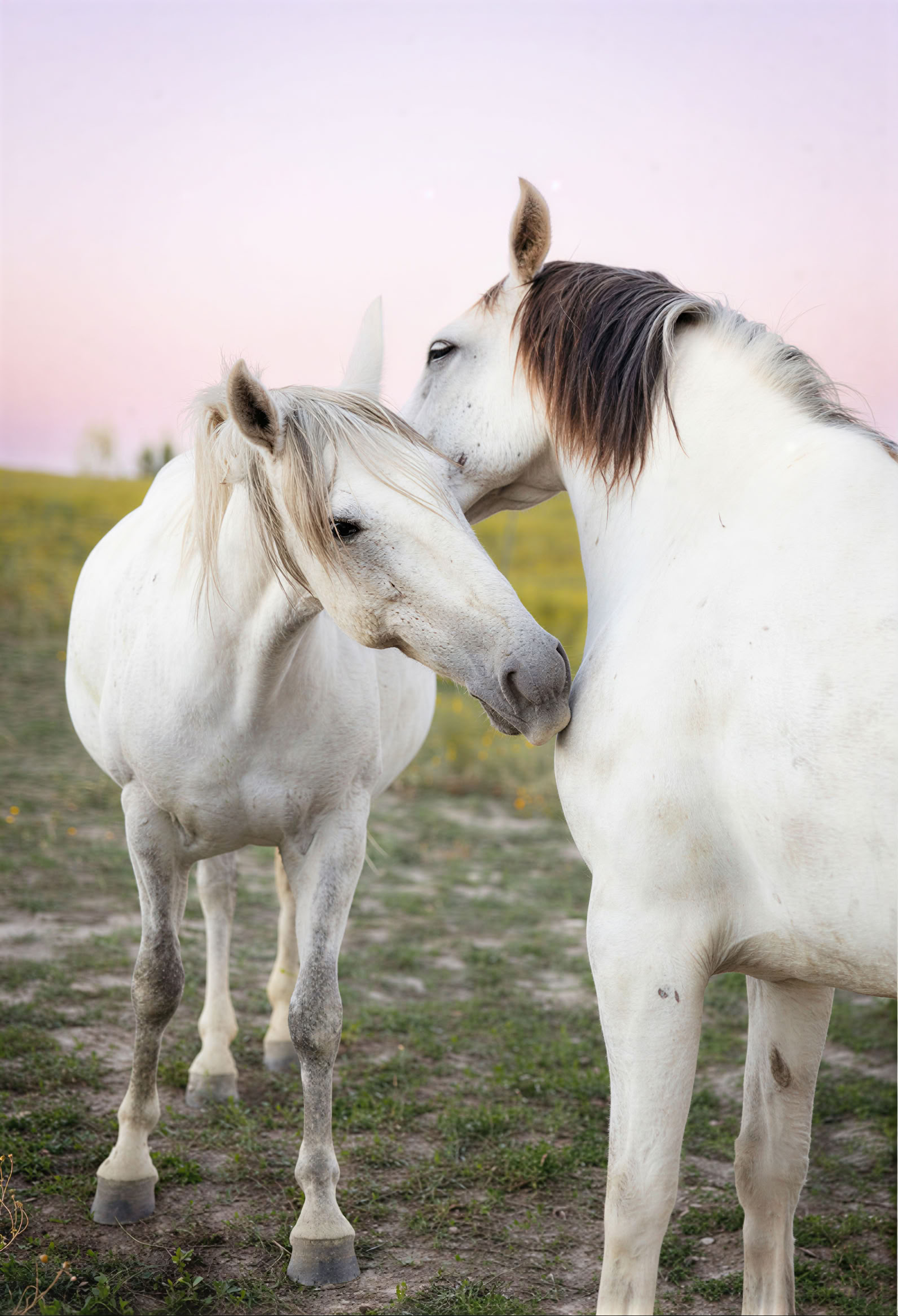 Retraite Cœurs et Chevaux