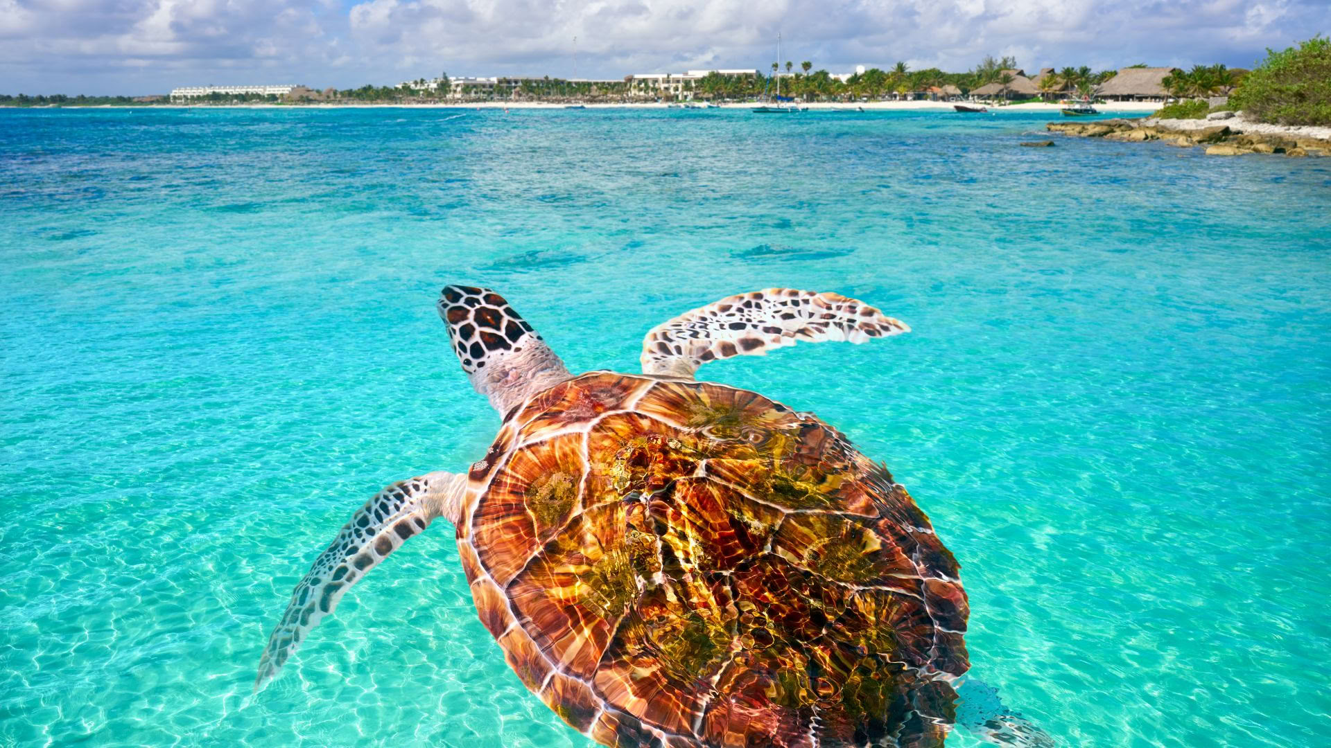 Retraite bien-être à Akumal : suite avec vue sur l’océan