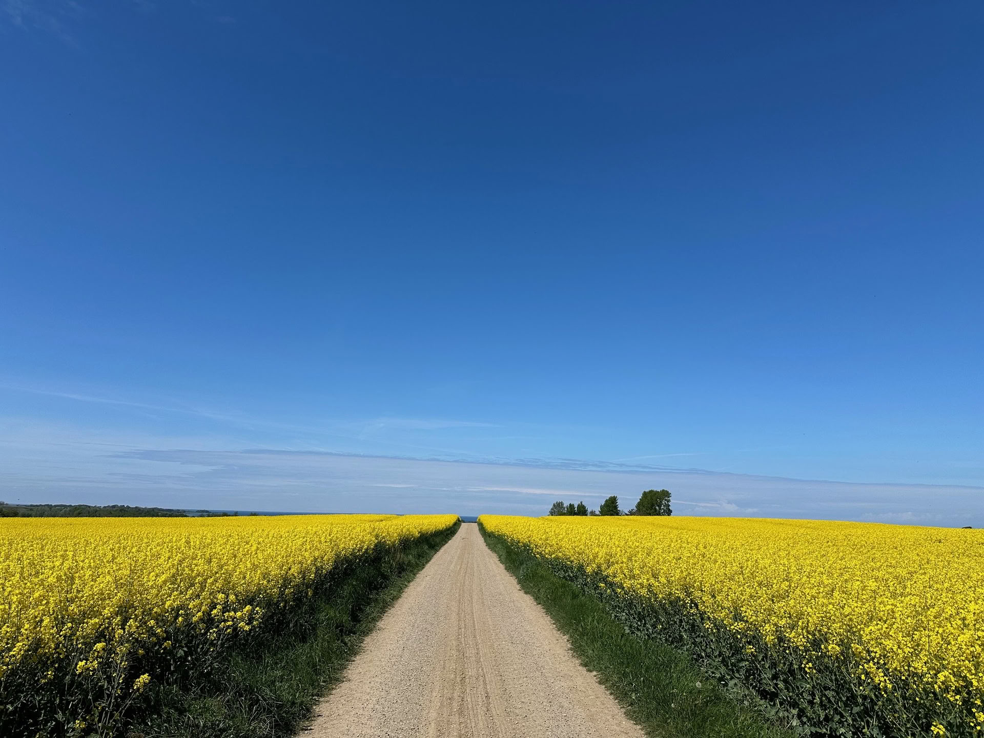 Atelier TRE (exercices de libération des traumatismes et des tensions) - Réinitialisez votre système nerveux — The Held Space - retraites et ateliers de régulation du système nerveux pour le TSPT, le TSPT-C (TSPT complexe), l’anxiété, l’épuisement professionnel, le deuil, les traumatismes, la douleur chronique,