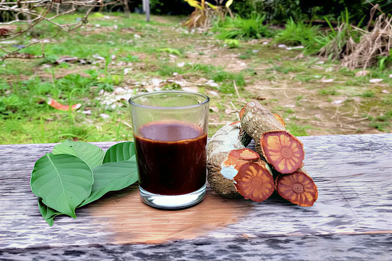 retraite d'ayahuasca d'une journée