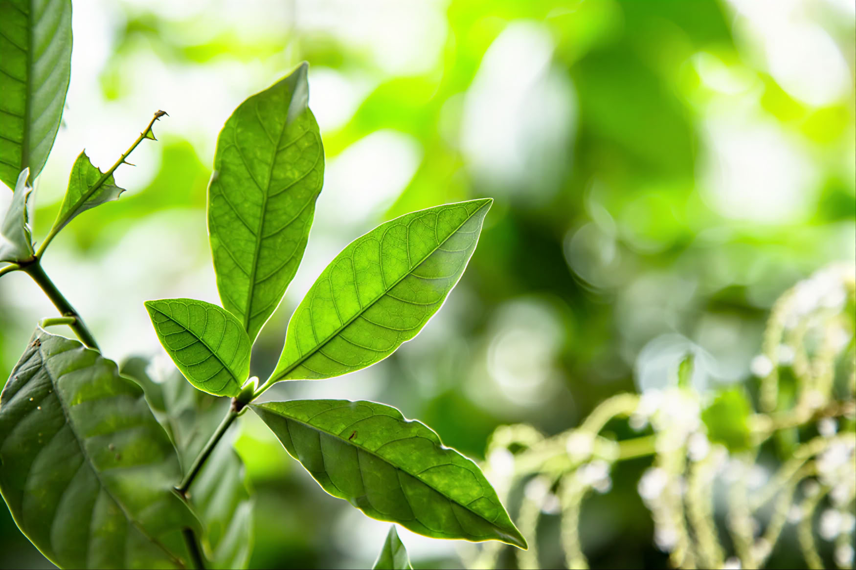 retraite d'ayahuasca d'une journée