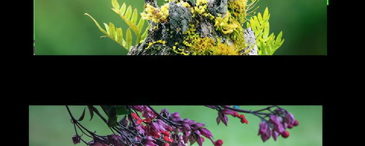 Hampi Yaku — Tisanes sacrées de plantes