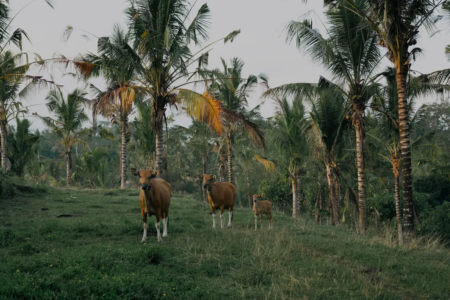 Retraite de 5 jours de yoga dans la jungle, de guérison par le son et créative à Bali
