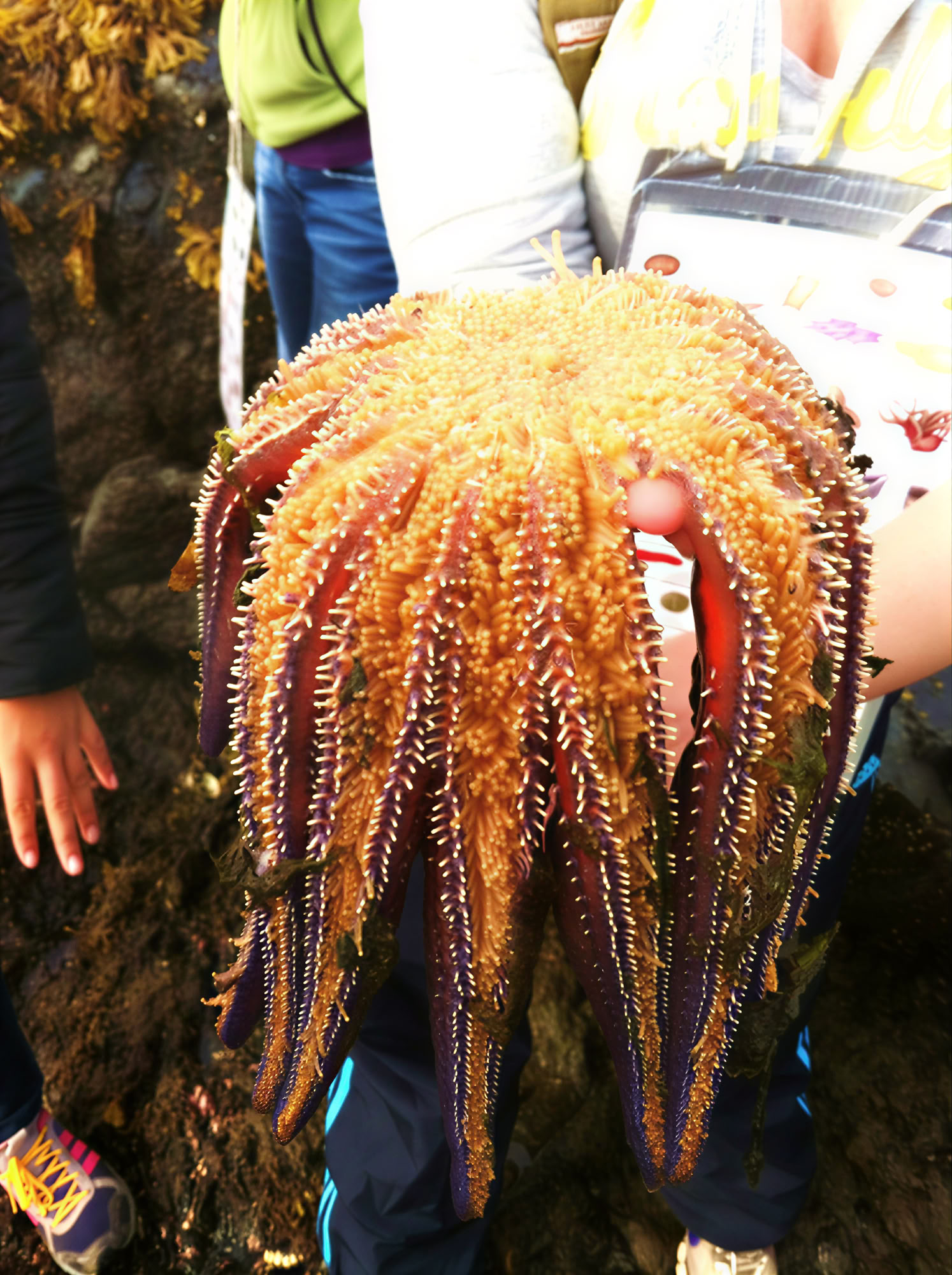 Exploration des mares littorales