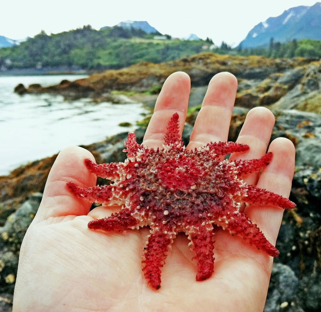 Exploration des mares littorales