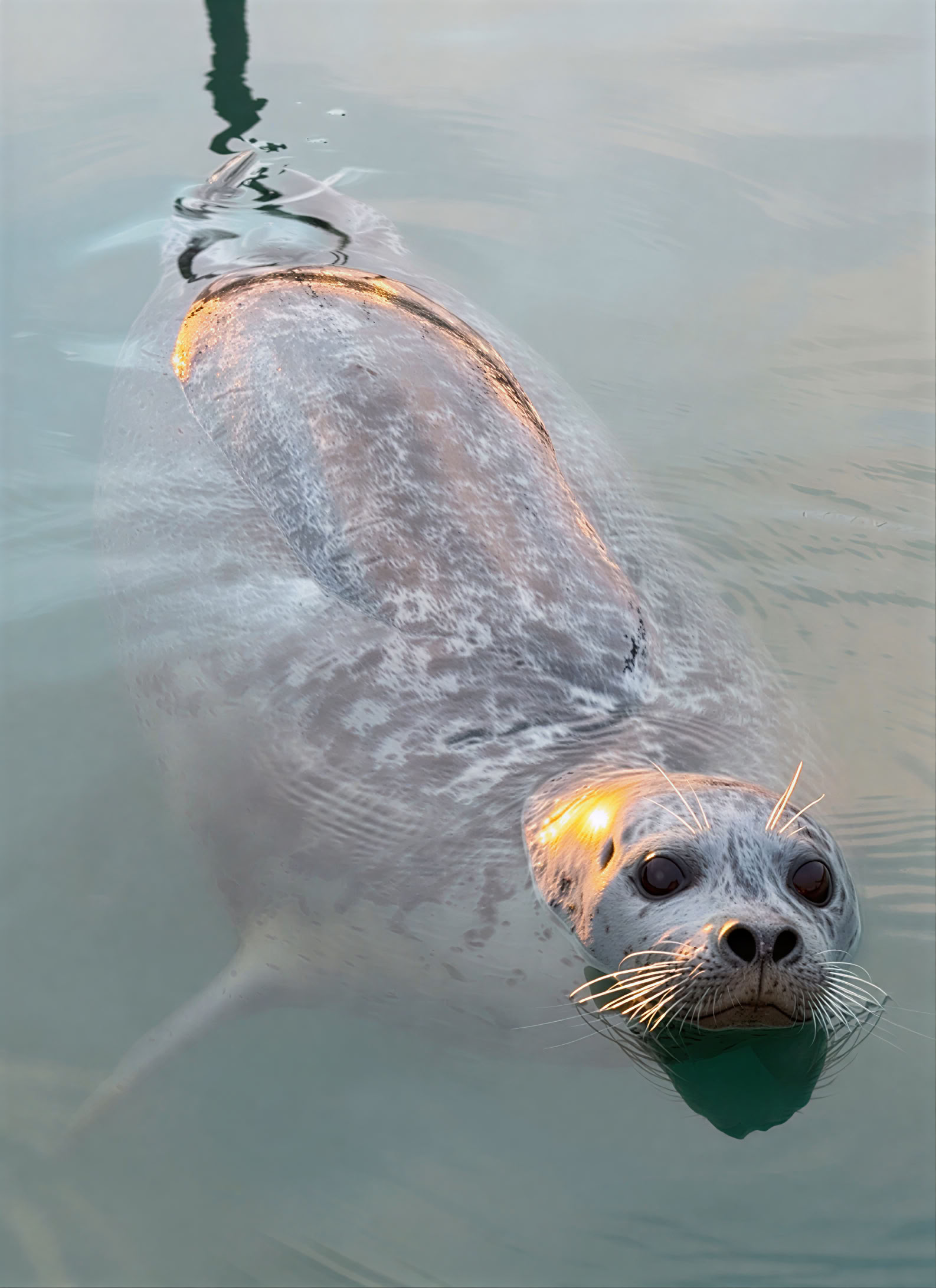 Exploration des mares littorales