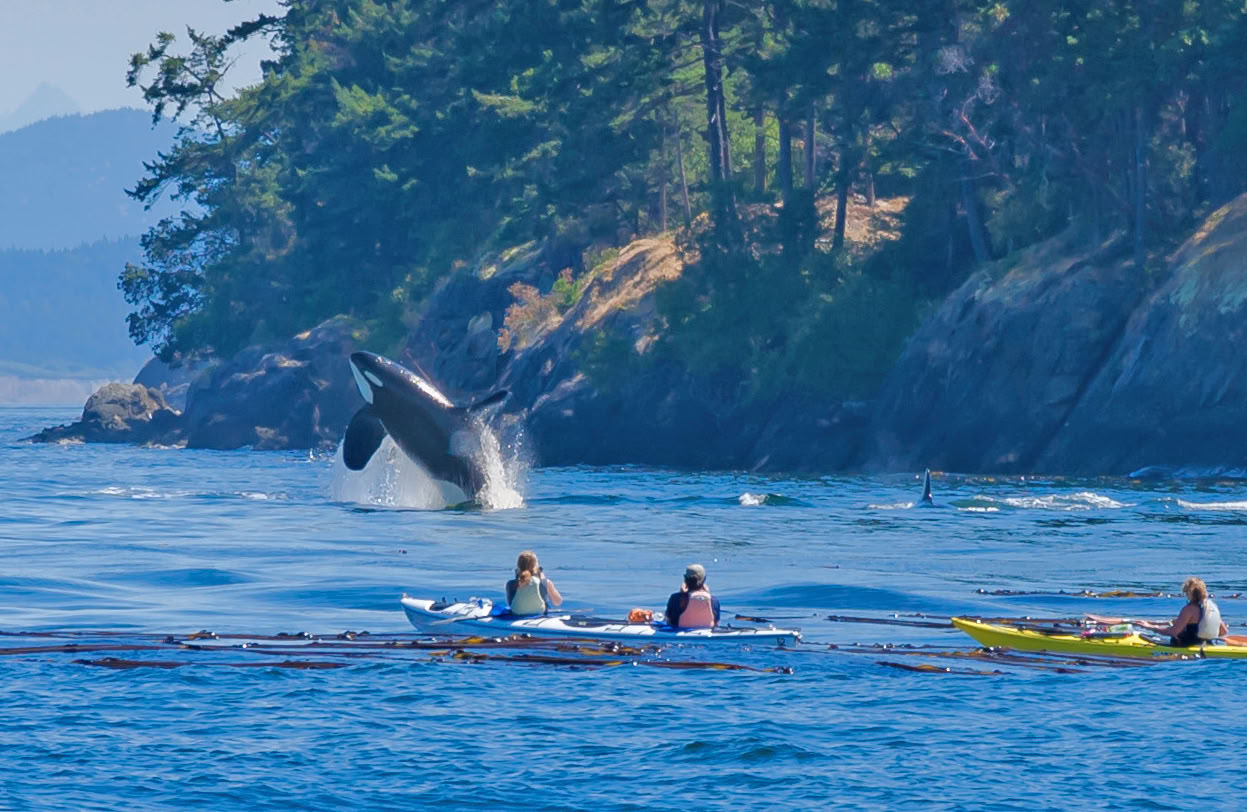 Observation des baleines en Alaska