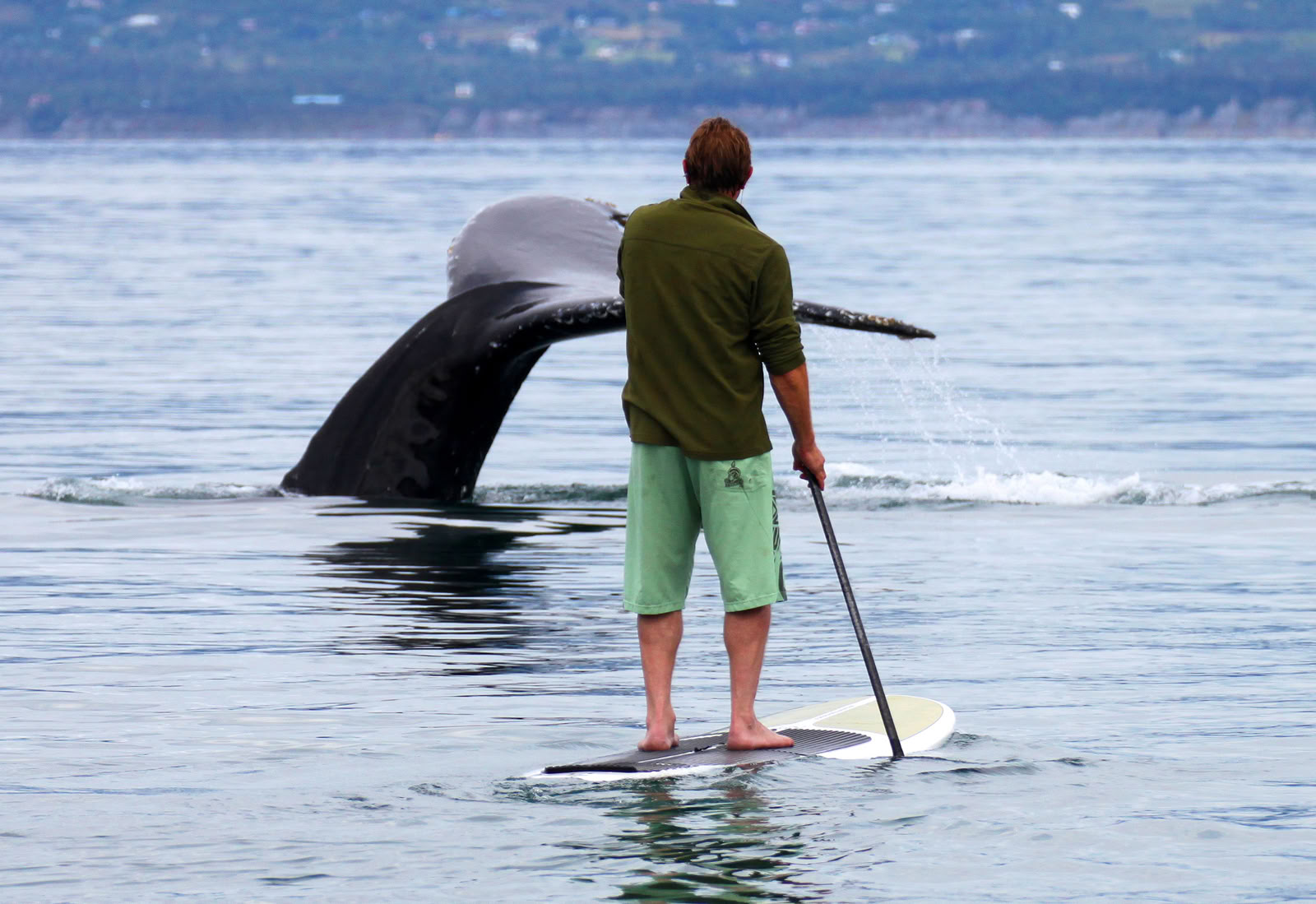 Observation des baleines en Alaska