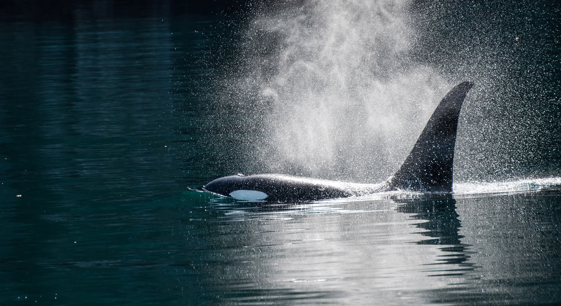 Observation des baleines en Alaska
