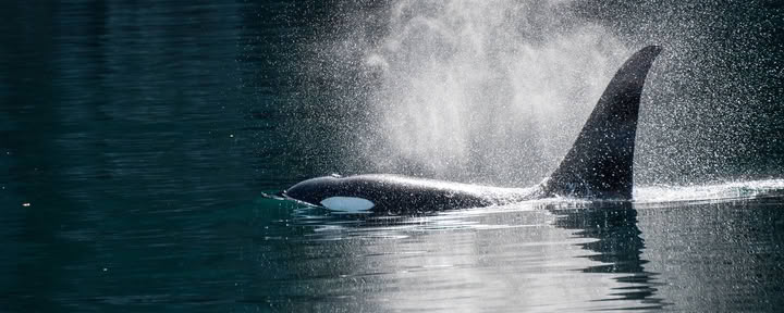 Observation des baleines en Alaska