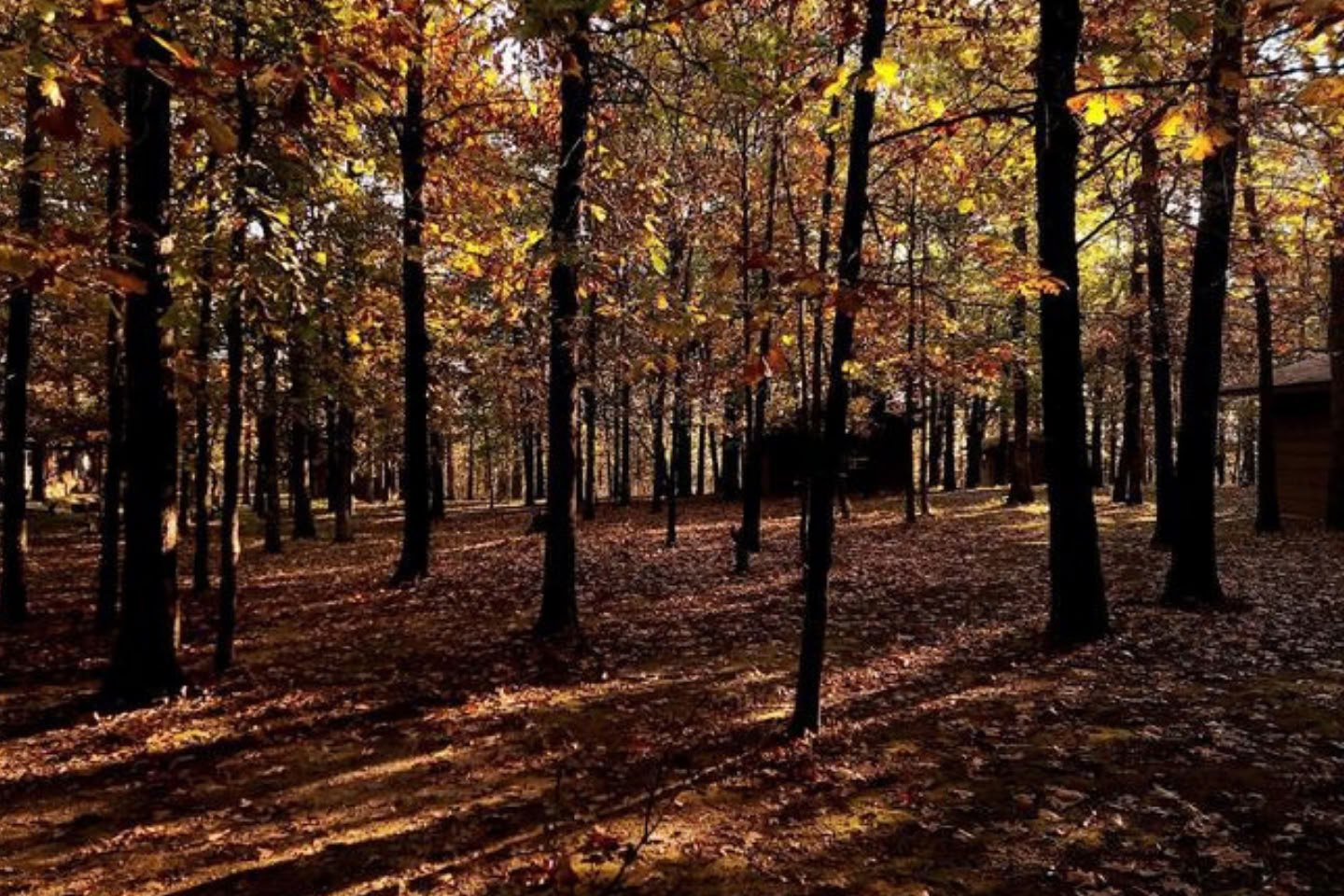 Forêt de paix d’Osage