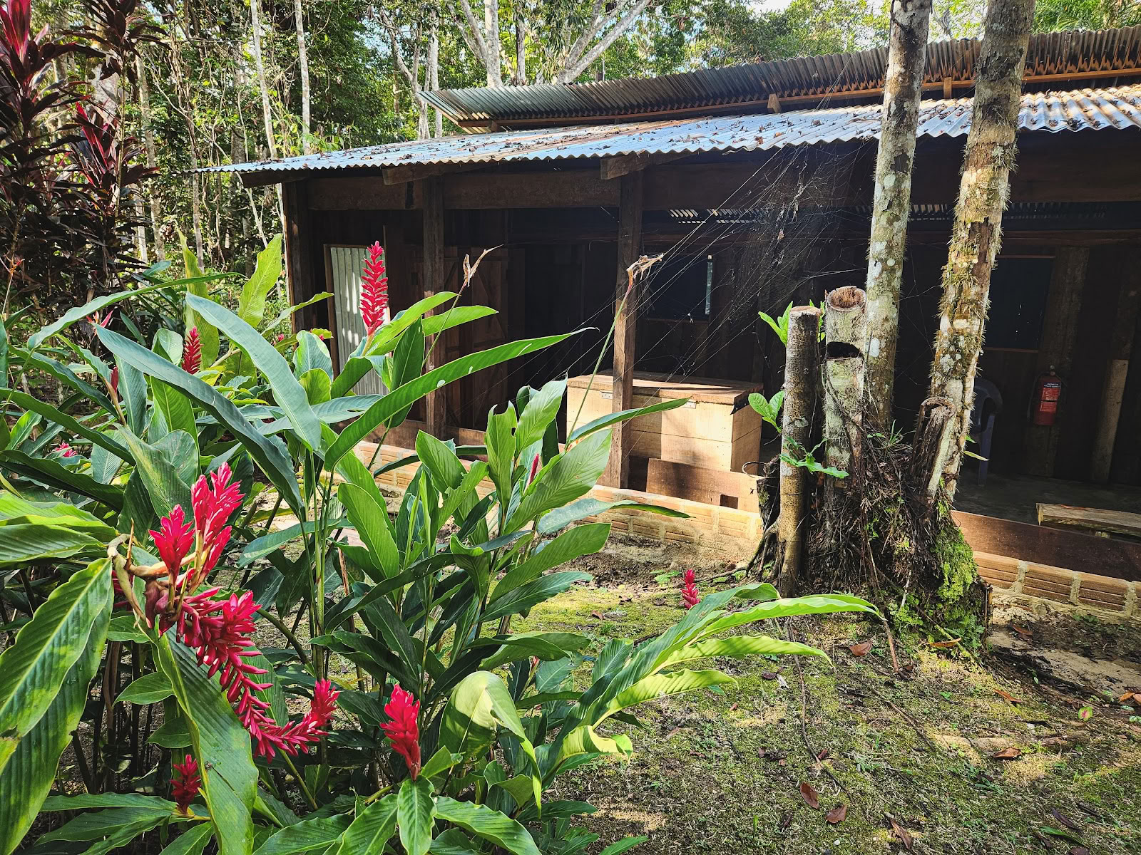 El Purguero Retraite Ayahuasca