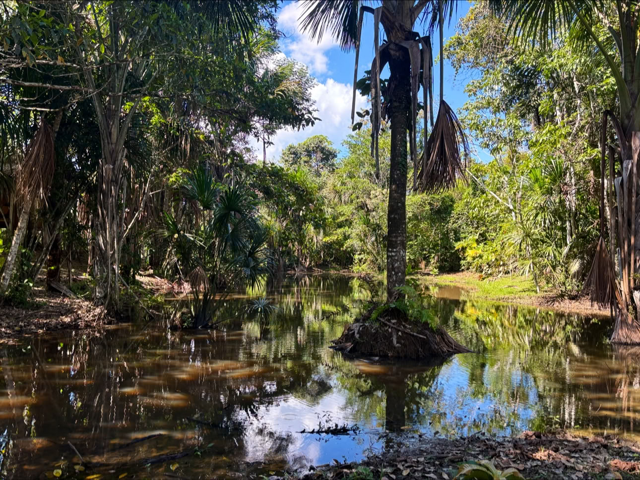 Planta Maestra Ayahuasca Healing Center, Iquitos Pérou