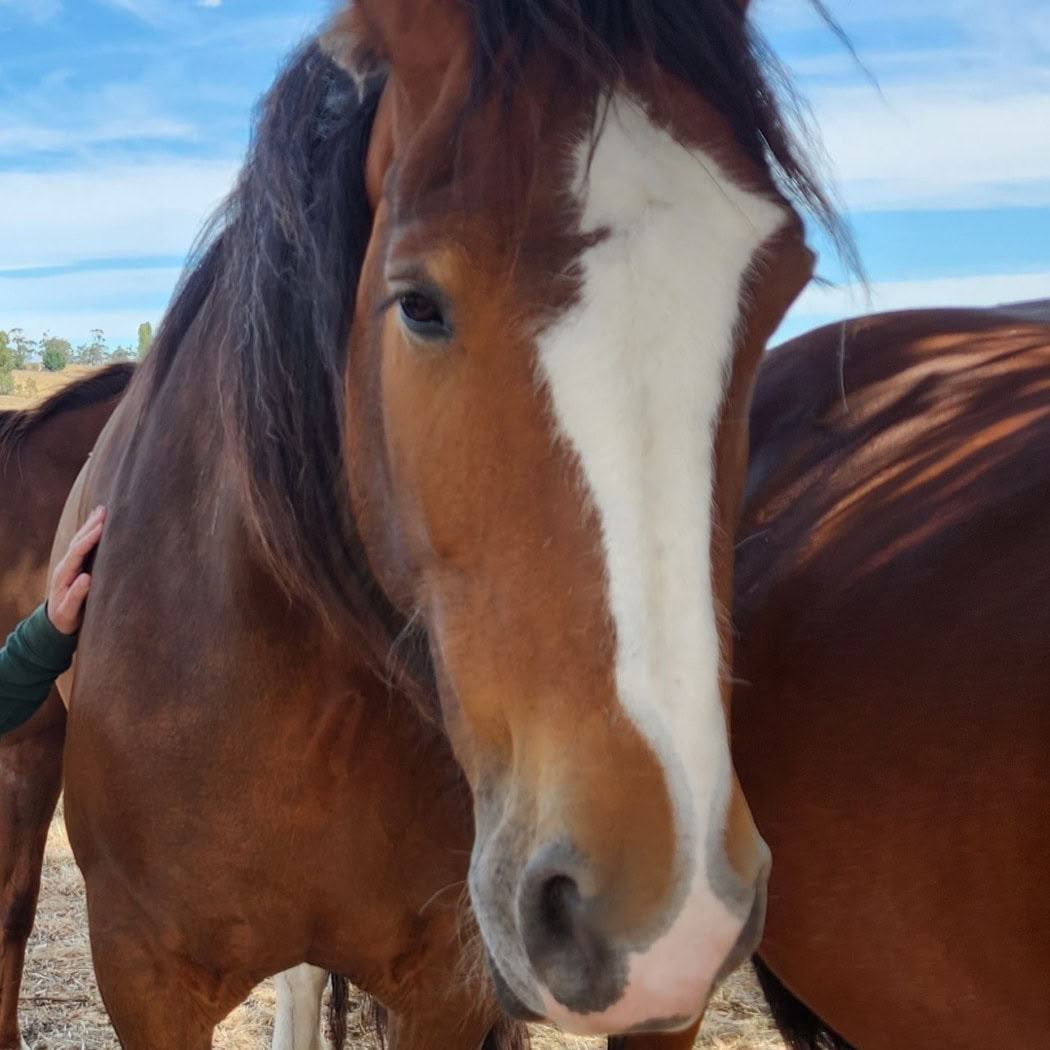 Heart of the Horse- Travailler avec les chevaux pour aider les personnes à guérir