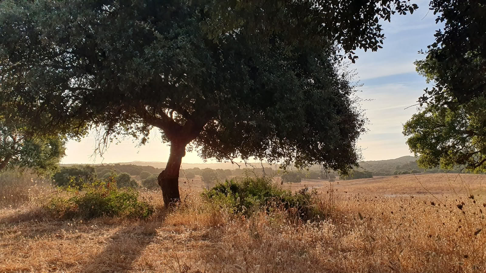Yoga avec María | Sotogrande