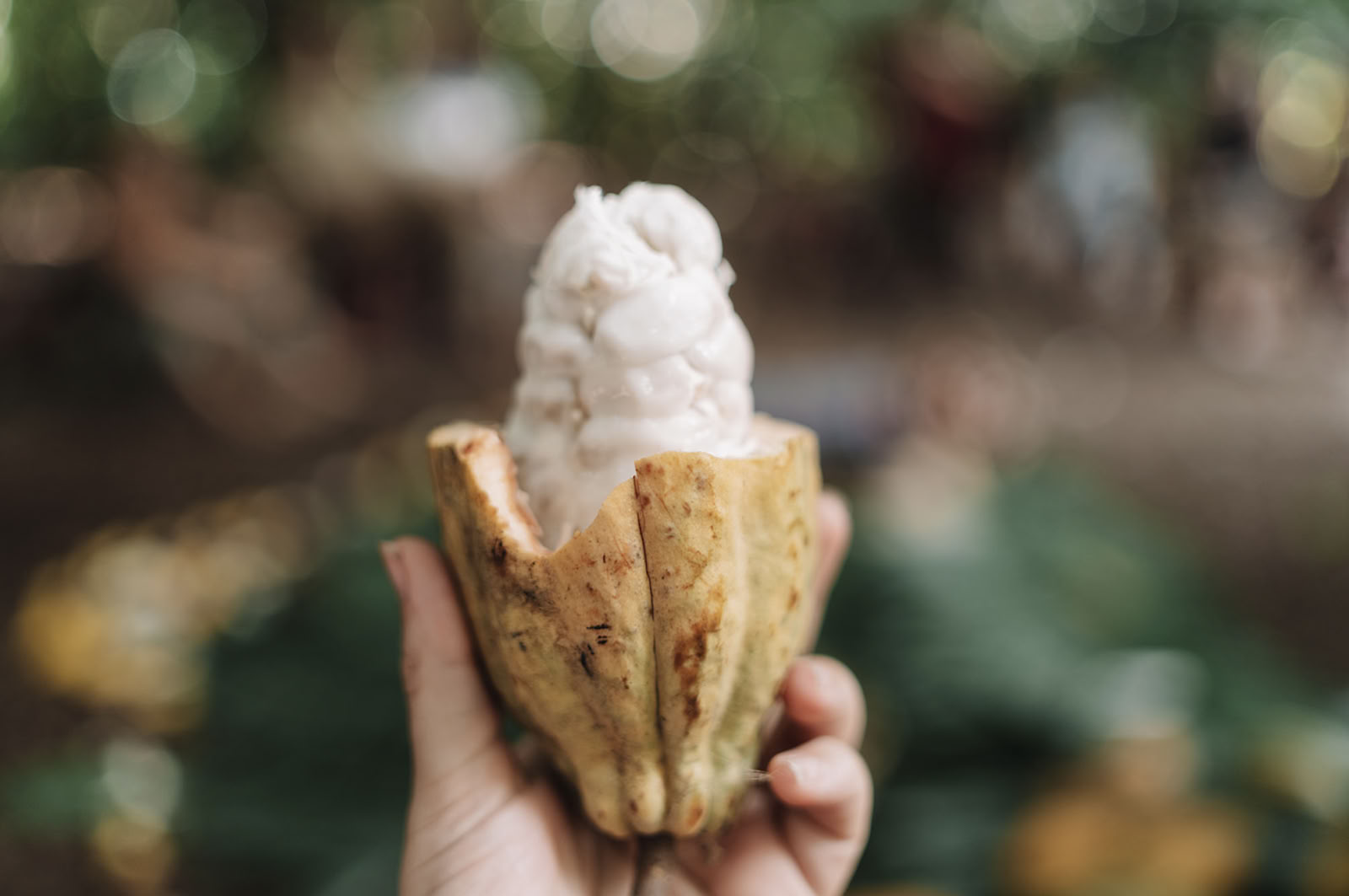 Source de Cacao
