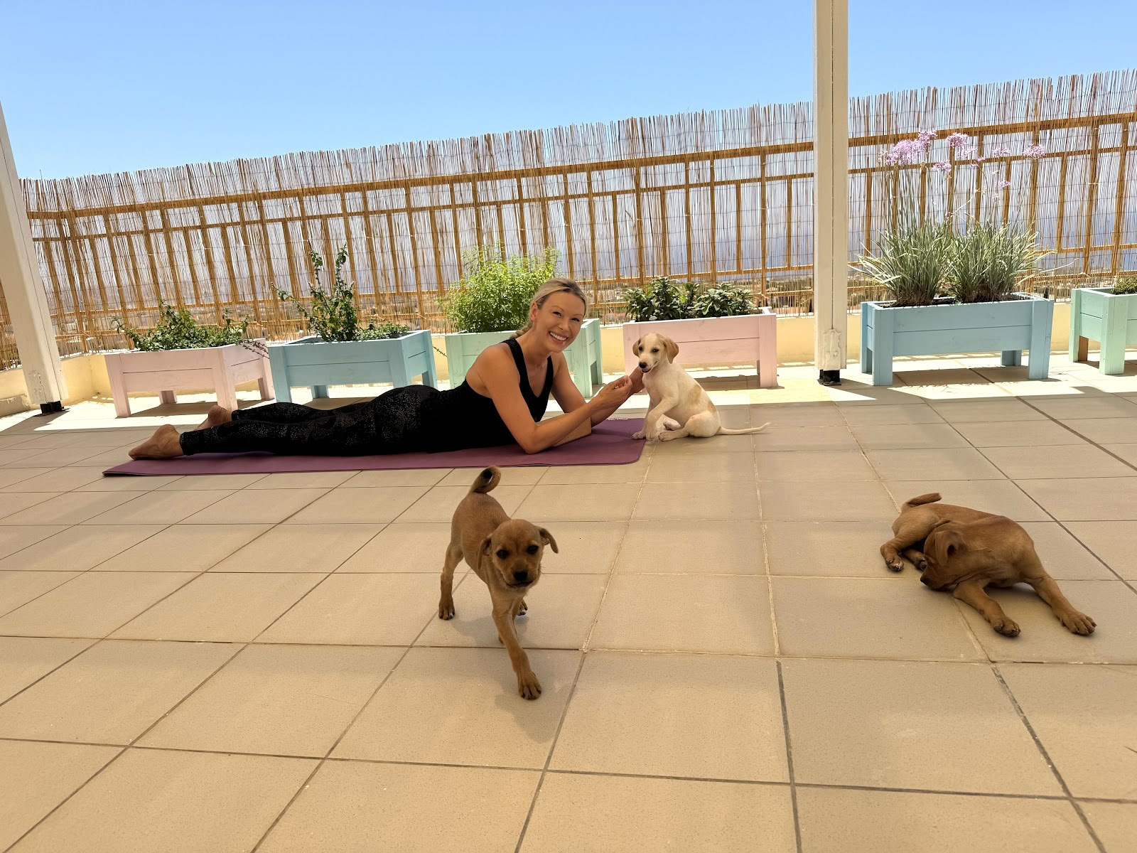 Retraite de yoga avec chiots