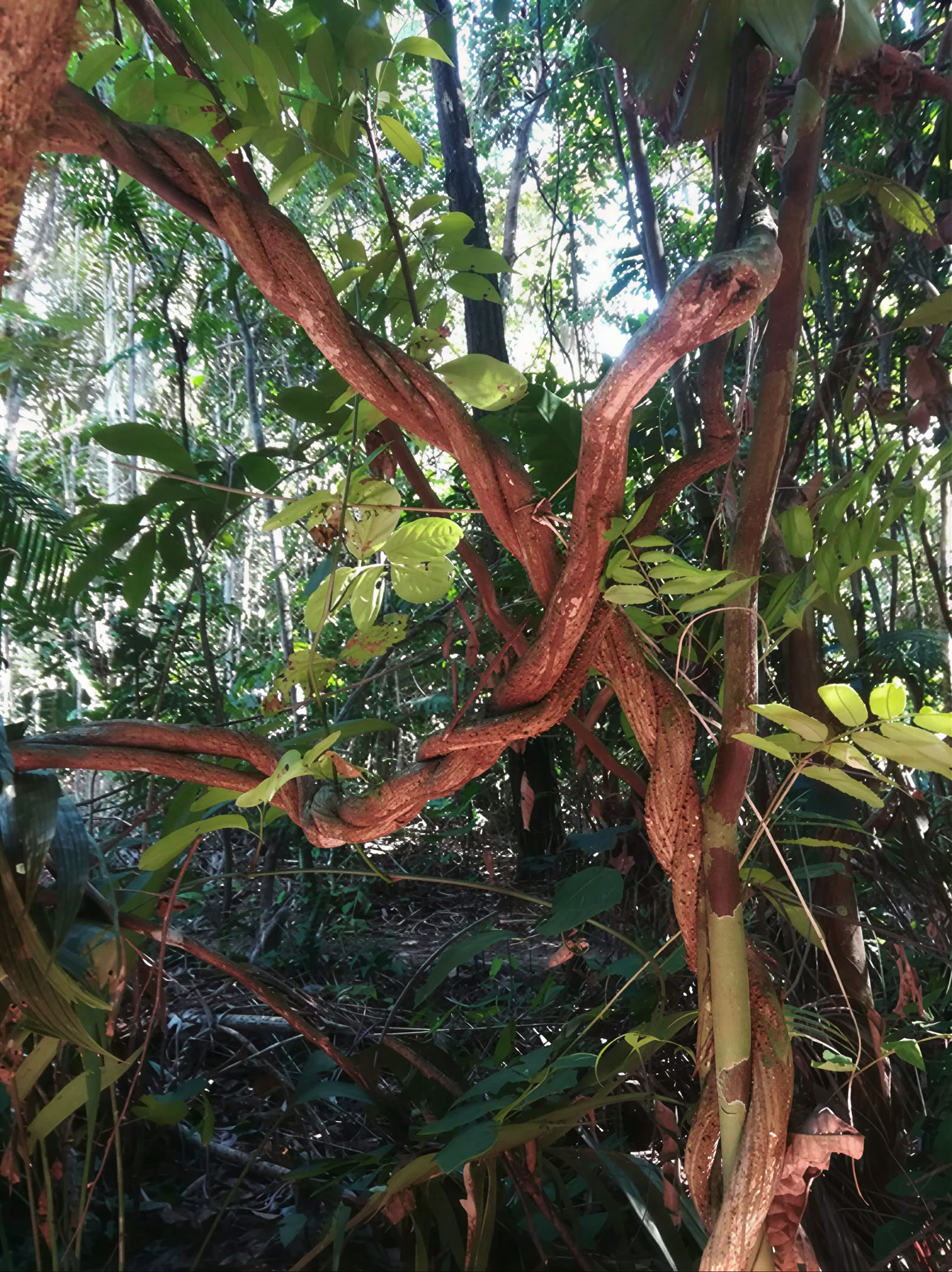 Chaka Runa Centre de guérison chamanique