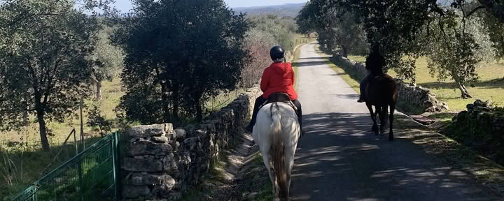 Chevaux de Marvão