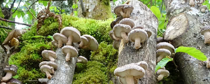 Nature des champignons