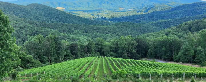 Vignobles d'Ankida Ridge