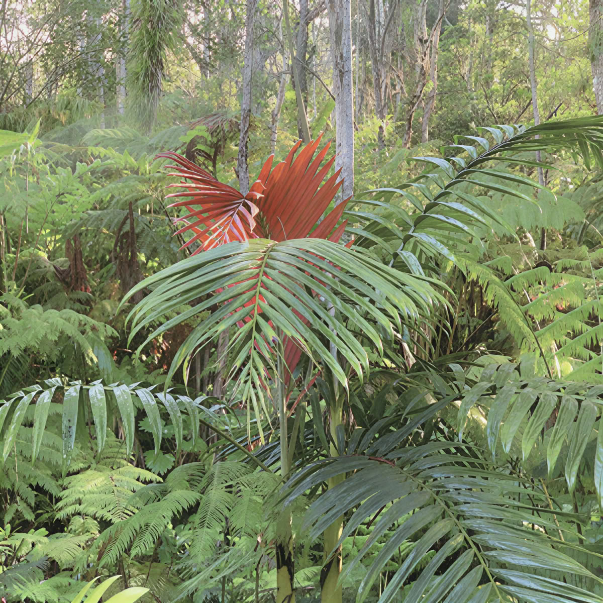Sanctuaire de la forêt nuageuse de Kona