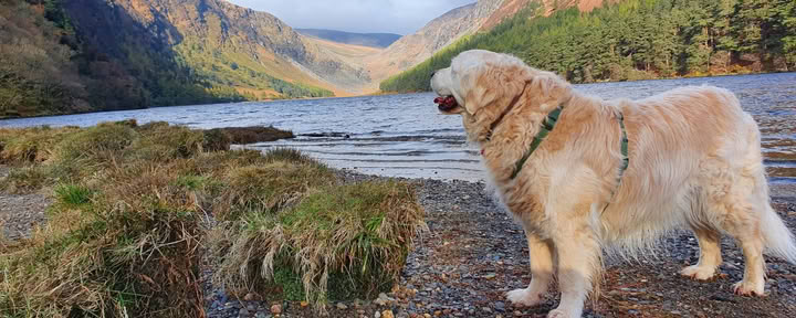 Sanctuaire de Glendalough