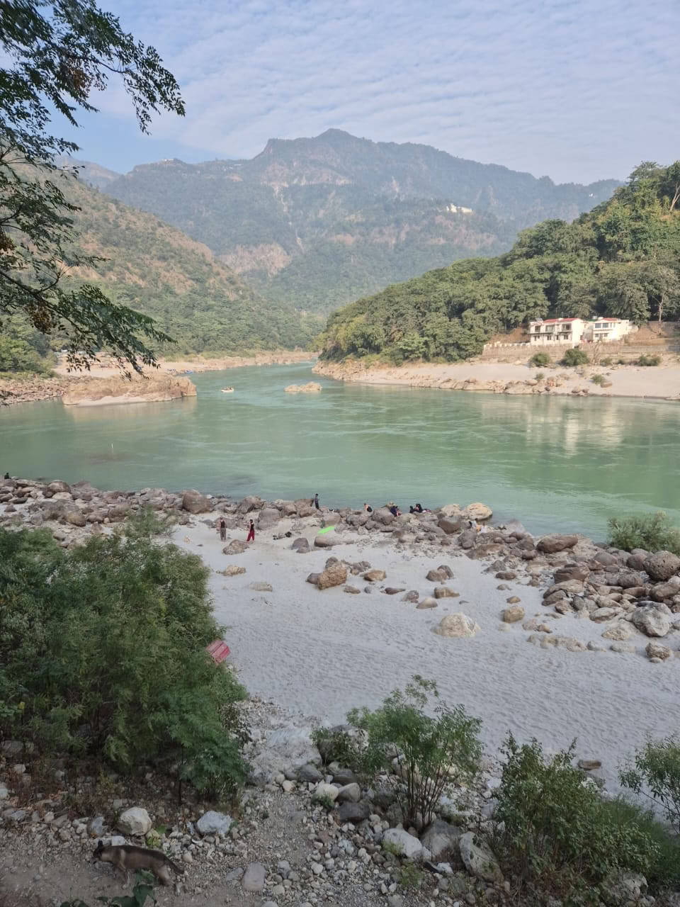 Arbre de l'Himalaya au bord du Gange, à Rishikesh