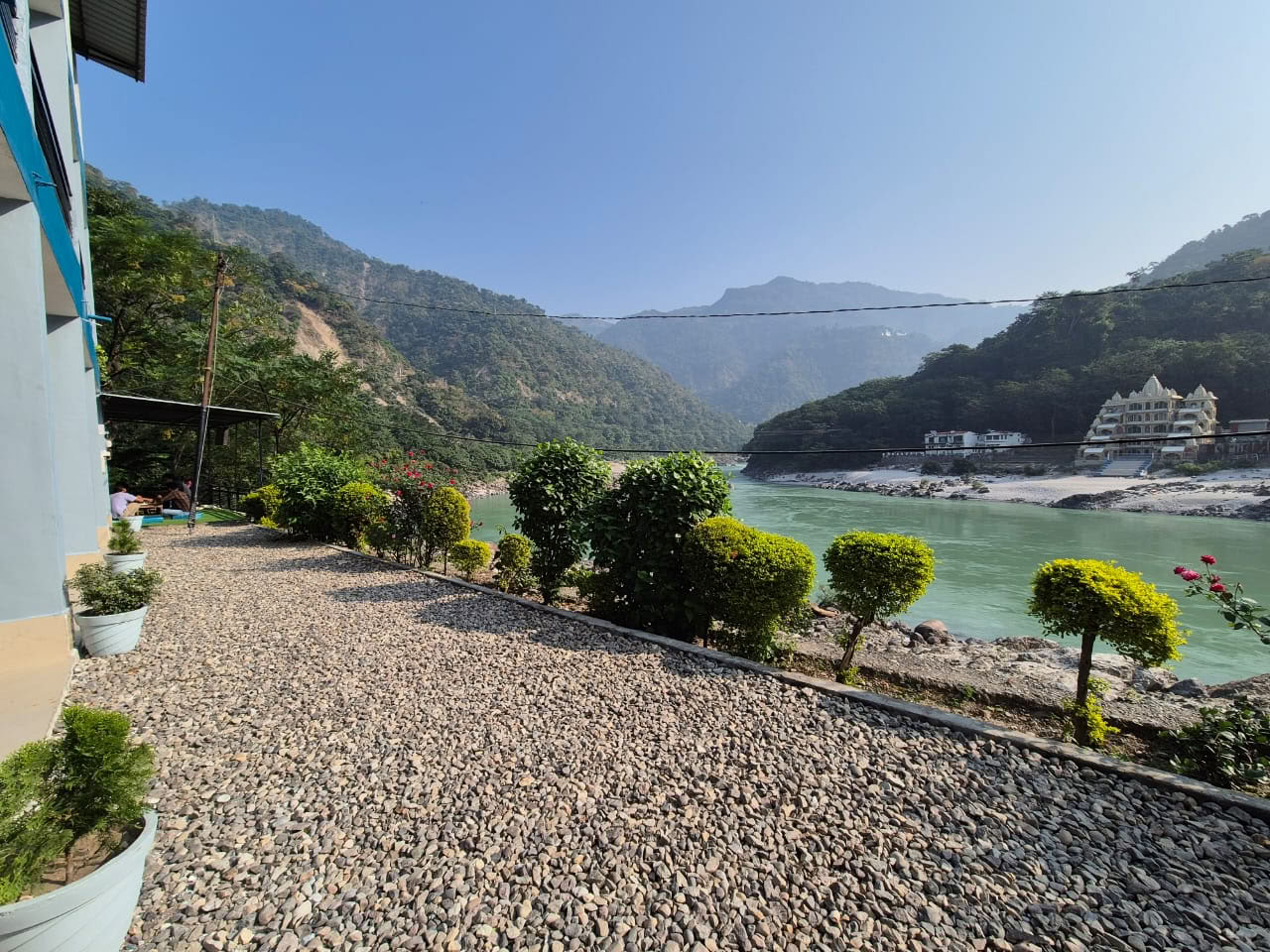 Arbre de l'Himalaya au bord du Gange, à Rishikesh